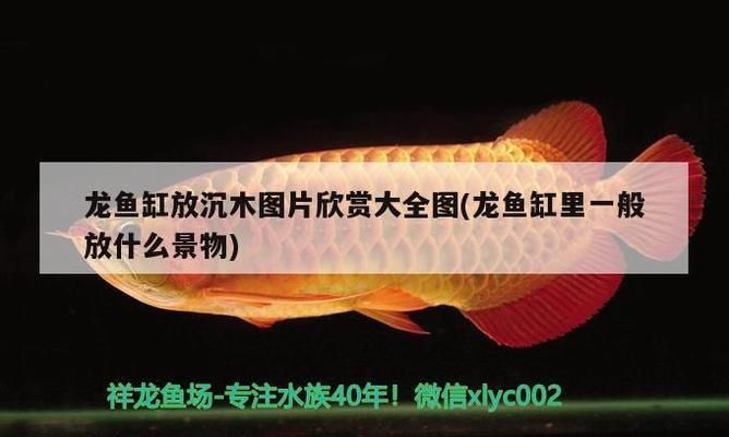 龍魚缸放沉木效果圖：龍魚缸放沉木效果圖詳情 龍魚缸放沉木效果圖：龍魚缸放沉木效果圖詳情 龍魚百科 第3張