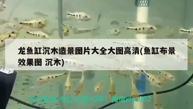 龍魚缸放沉木效果圖：龍魚缸放沉木效果圖詳情 龍魚缸放沉木效果圖：龍魚缸放沉木效果圖詳情 龍魚百科 第2張