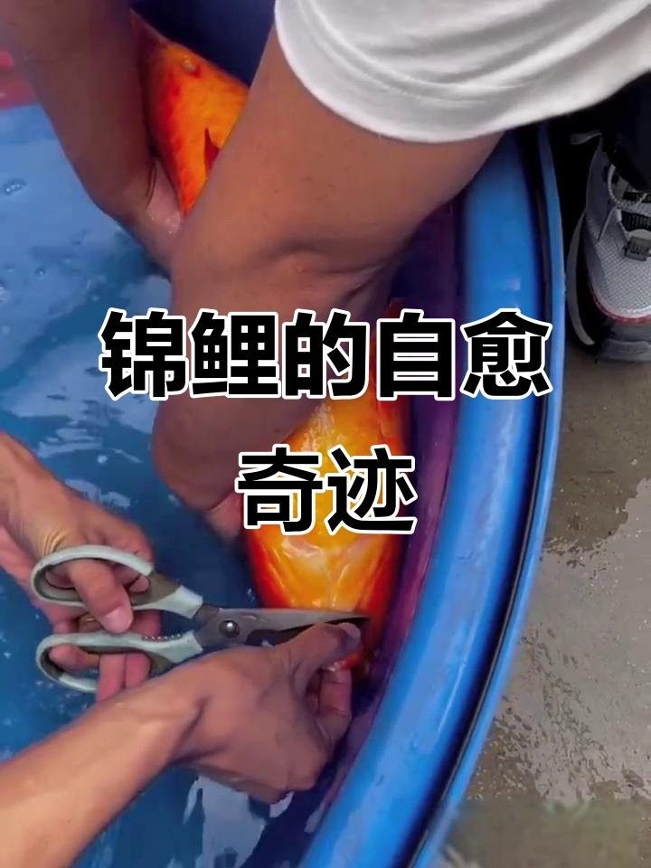 銀龍魚撞缸嘴巴破了能自行恢復嘛