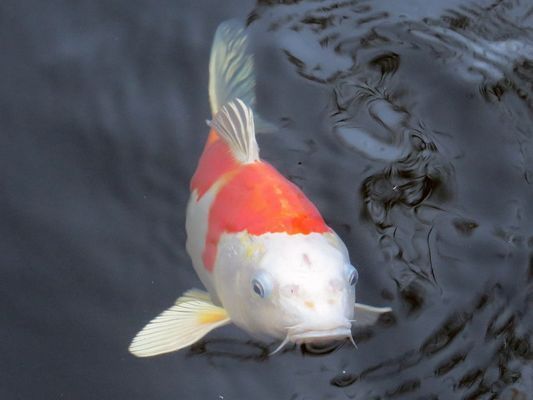 龍魚微信頭像（龍魚頭型選擇指南，風水學中的龍魚寓意）