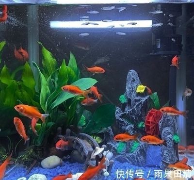 龍魚公母怎么分：如何分辨龍魚公母