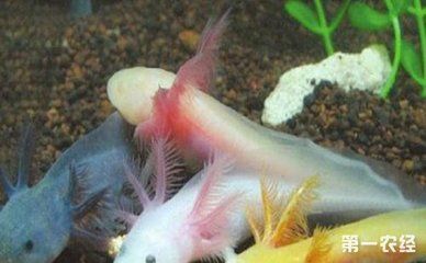 龍魚公母怎么分：如何分辨龍魚公母