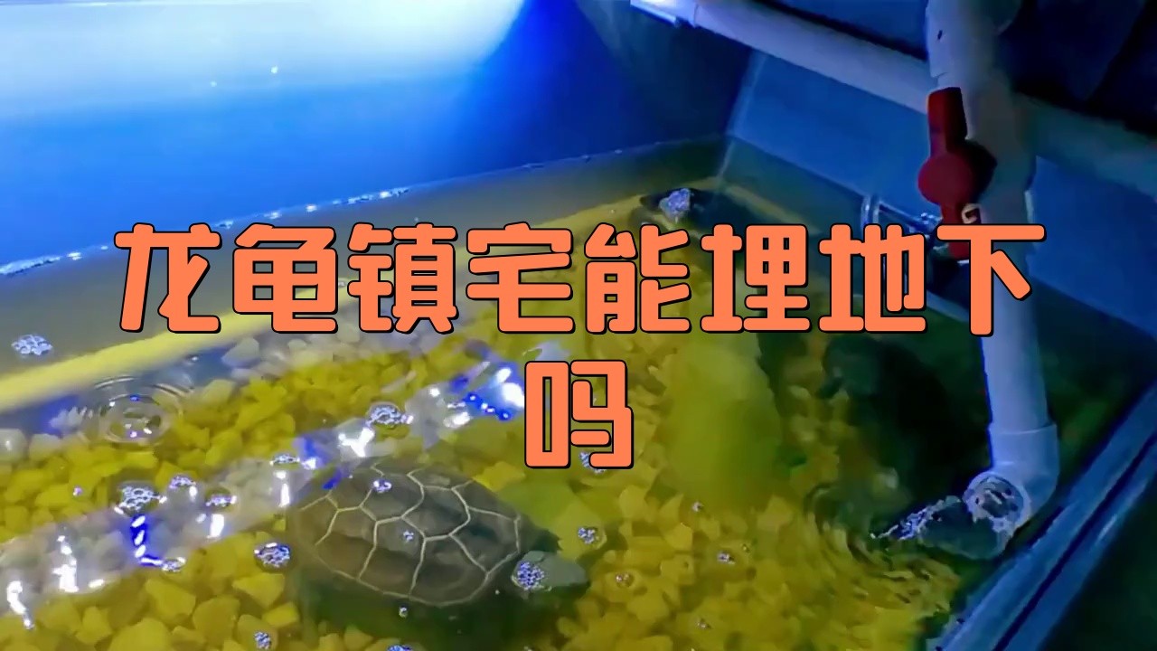 龍龜埋地下會有什么后果？