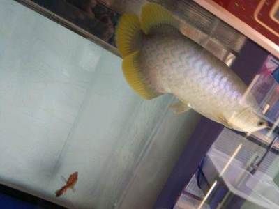 龍魚訓餌：龍魚訓餌方法和技巧