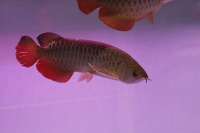 龍魚訓餌：龍魚訓餌方法和技巧