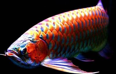 龍魚訓餌：龍魚訓餌方法和技巧