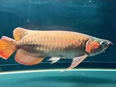 龍魚訓餌：龍魚訓餌方法和技巧