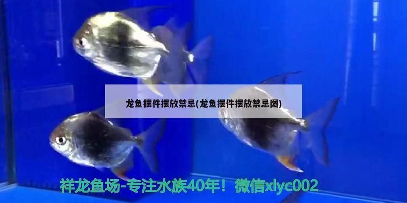 龍魚(yú)背部立鱗：金龍魚(yú)擺件如何擺放 龍魚(yú)背部立鱗：金龍魚(yú)擺件如何擺放 龍魚(yú)百科 第8張