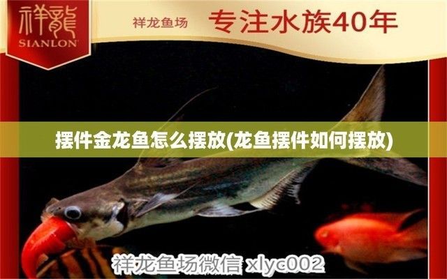 龍魚(yú)背部立鱗：金龍魚(yú)擺件如何擺放 龍魚(yú)背部立鱗：金龍魚(yú)擺件如何擺放 龍魚(yú)百科 第7張