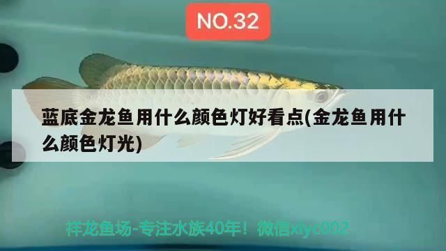 藍底金龍魚用什么顏色燈好看點(金龍魚用什么顏色燈光)