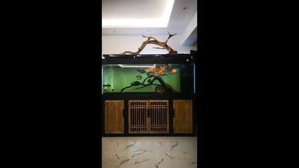 靠近魚缸龍魚就跳：龍魚為什么會跳缸？ 靠近魚缸龍魚就跳：龍魚為什么會跳缸？ 龍魚百科 第1張