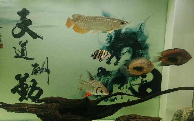 金龍魚發色需要什么條件才能染黑 金龍魚發色需要什么條件才能染黑 龍魚百科 第10張