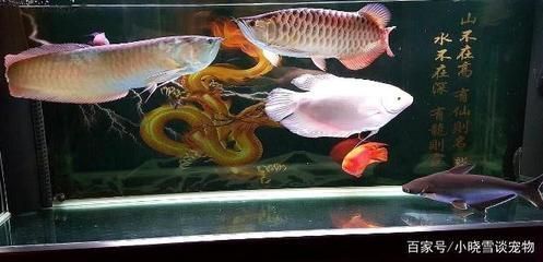 紅龍魚換水最佳時(shí)機(jī)：關(guān)于紅龍魚換水的最佳時(shí)機(jī)和相關(guān)注意事項(xiàng)