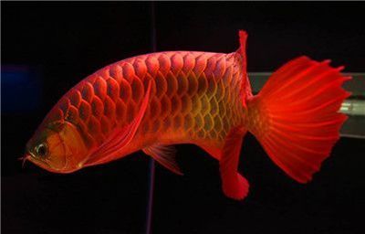 紅龍魚兜嘴的原因（淺談紅龍魚兜嘴的原因） 紅龍魚兜嘴的原因（淺談紅龍魚兜嘴的原因） 龍魚百科 第5張