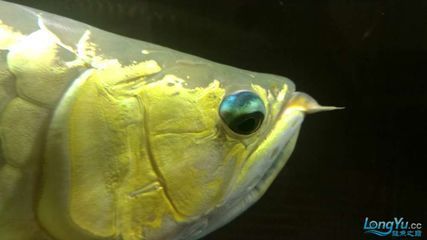 喂龍魚活食會不會影響運氣呀：喂龍魚活食會不會影響運氣 喂龍魚活食會不會影響運氣呀：喂龍魚活食會不會影響運氣 龍魚百科