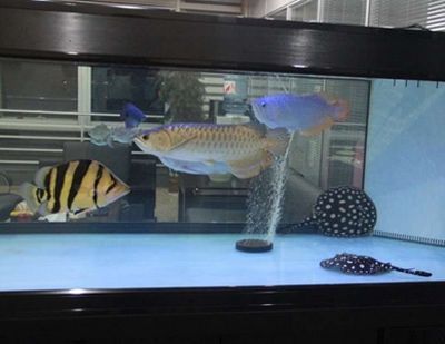 龍魚可以一起養幾條：新手養龍魚入門指南,龍魚打架如何處理龍魚打架如何處理
