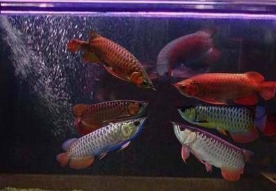 龍魚(yú)用啥燈管好：長(zhǎng)期影響龍魚(yú)潛水燈的選擇技巧 龍魚(yú)用啥燈管好：長(zhǎng)期影響龍魚(yú)潛水燈的選擇技巧 龍魚(yú)百科 第3張