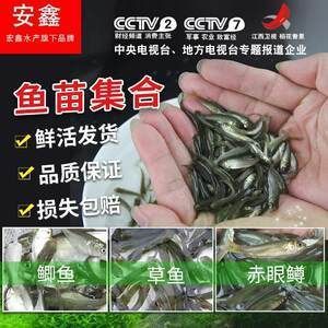 品牌紅龍魚苗和魚苗區別在哪:紅龍魚苗與普通魚苗的區別是什么品牌紅龍魚苗的區別 龍魚百科 第1張 品牌紅龍魚苗和魚苗區別在哪:紅龍魚苗與普通魚苗的區別是什么品牌紅龍魚苗的區別 品牌紅龍魚苗和魚苗區別在哪:紅龍魚苗與普通魚苗的區別是什么品牌紅龍魚苗的區別 龍魚百科 第1張
