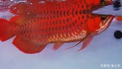 藍(lán)底紅龍魚：藍(lán)底紅龍魚是一種稀有的淡水觀賞魚 藍(lán)底紅龍魚：藍(lán)底紅龍魚是一種稀有的淡水觀賞魚 龍魚百科 第1張