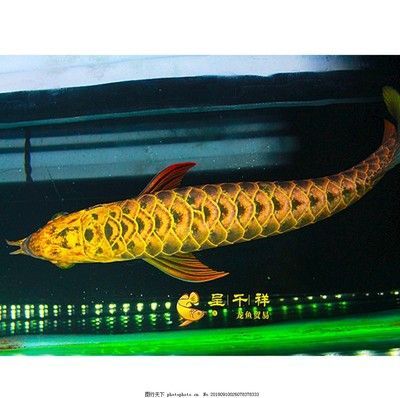 藍(lán)底紅龍魚：藍(lán)底紅龍魚是一種稀有的淡水觀賞魚 藍(lán)底紅龍魚：藍(lán)底紅龍魚是一種稀有的淡水觀賞魚 龍魚百科 第2張