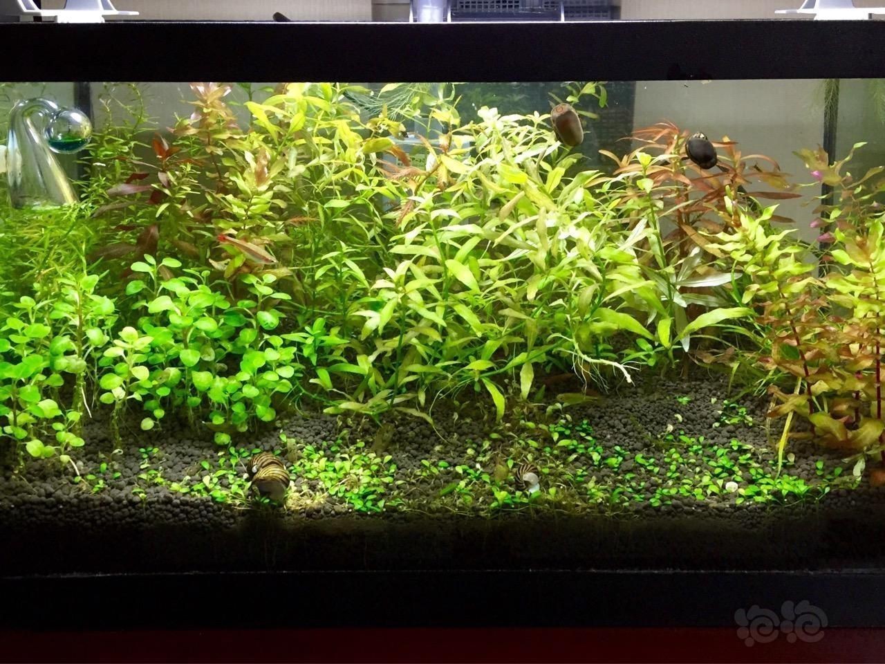 紅龍魚缸造景的方法和建議：紅龍魚缸造景的方法和建議：紅龍魚缸造景方法和建議 紅龍魚缸造景的方法和建議：紅龍魚缸造景的方法和建議：紅龍魚缸造景方法和建議 龍魚百科 第1張