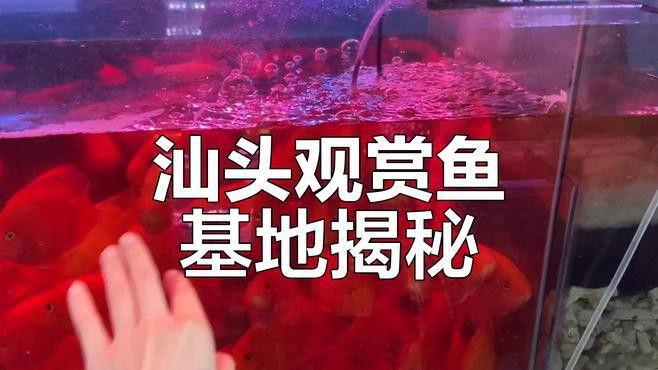 紅龍魚在哪里買便宜又好養的