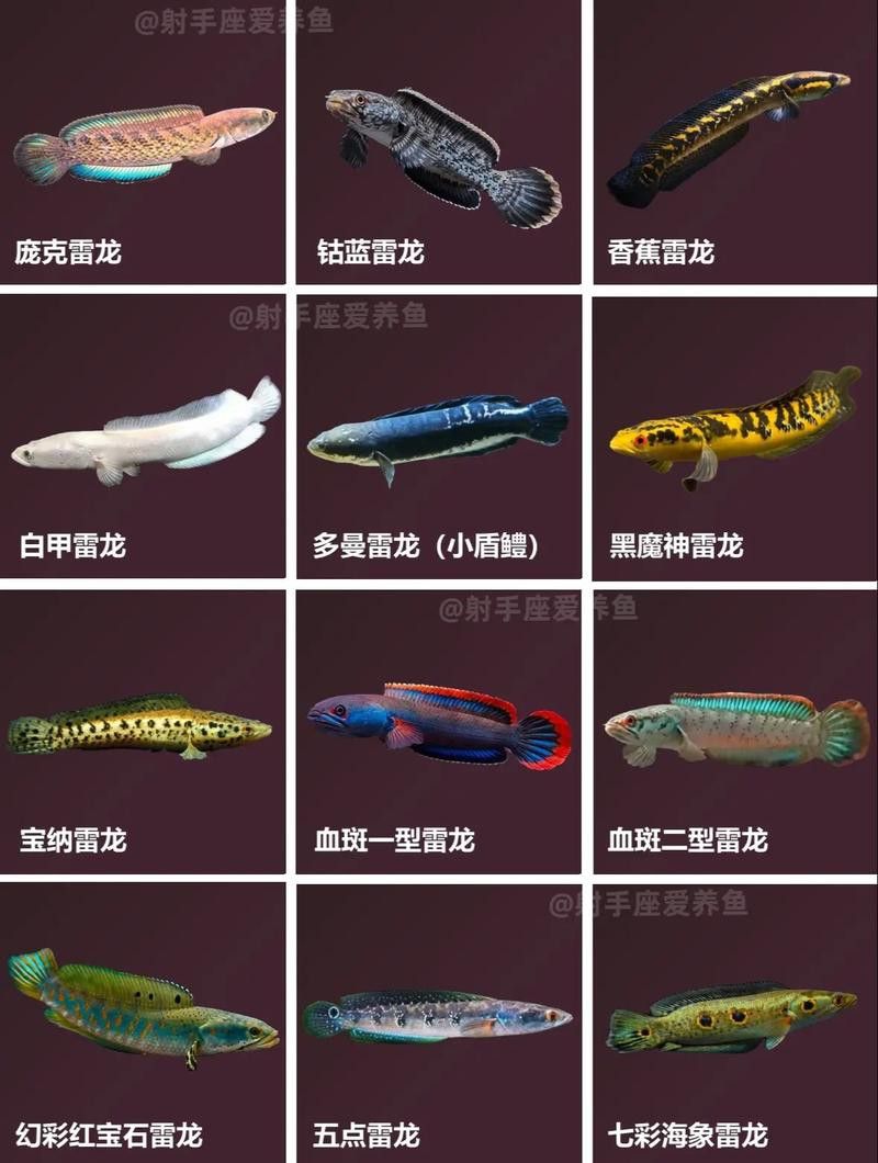 什么叫雷龍魚圖片大全圖解