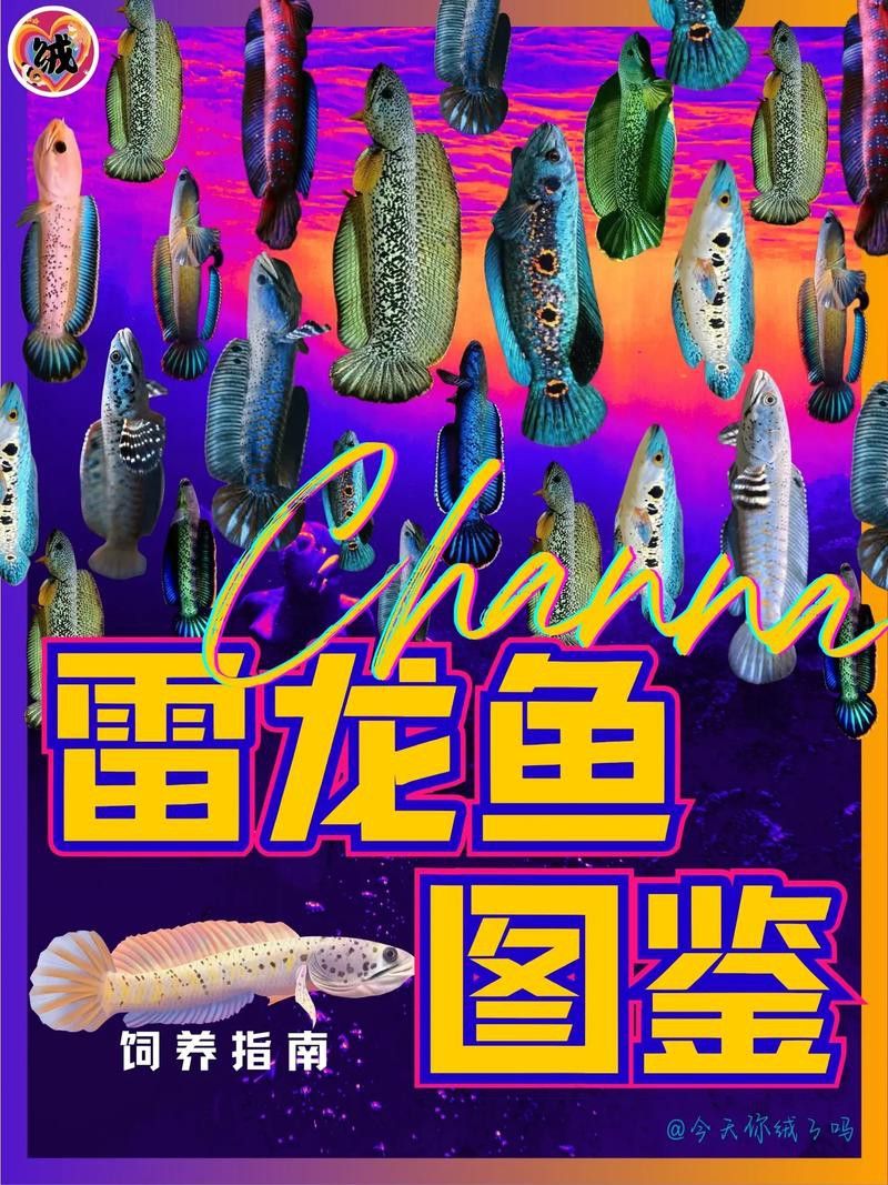什么叫雷龍魚圖片大全圖解