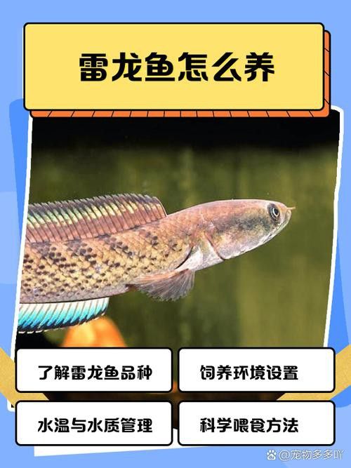 什么叫雷龍魚圖片大全圖解