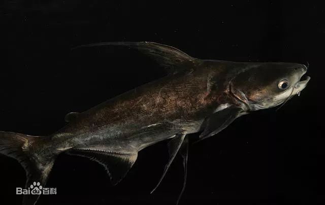 藍鯊和汗鯊哪個好