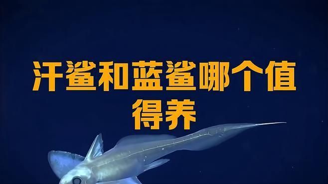 藍鯊和汗鯊哪個好