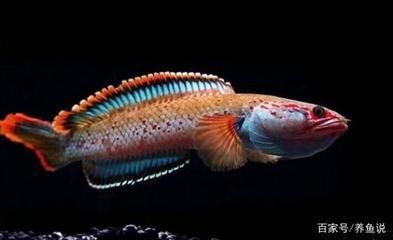 那種雷龍魚好看又漂亮（紅龍魚與藍龍魚的區別，初學者養哪種雷龍魚好，雷龍魚日常飲食指南） 那種雷龍魚好看又漂亮（紅龍魚與藍龍魚的區別，初學者養哪種雷龍魚好，雷龍魚日常飲食指南） 龍魚百科 第5張