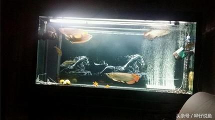 自來水養龍魚行嗎（自來水可以養龍魚嗎？）