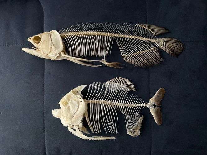 金龍魚標本圖片高清 金龍魚標本圖片高清 龍魚百科 第1張