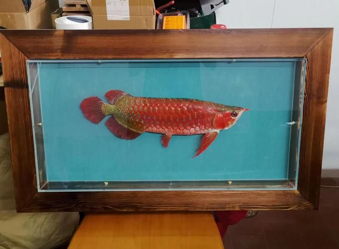 金龍魚標本圖片高清 金龍魚標本圖片高清 龍魚百科 第5張