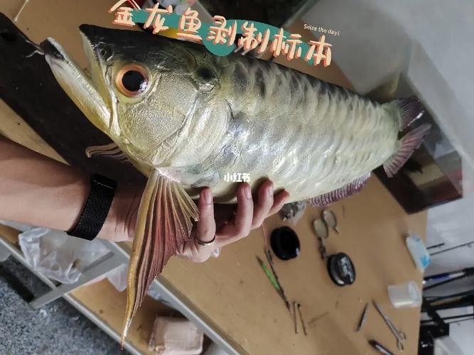 金龍魚標本圖片高清 金龍魚標本圖片高清 龍魚百科 第2張