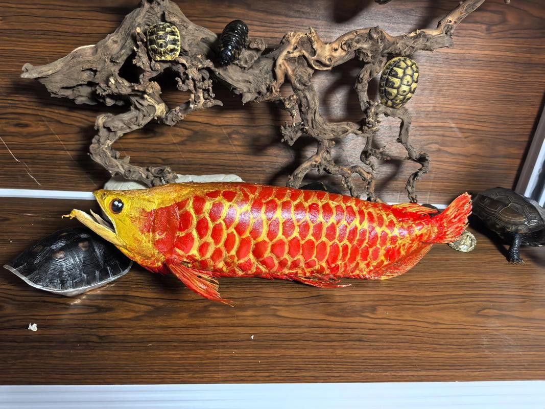 金龍魚標本圖片高清 金龍魚標本圖片高清 龍魚百科 第3張