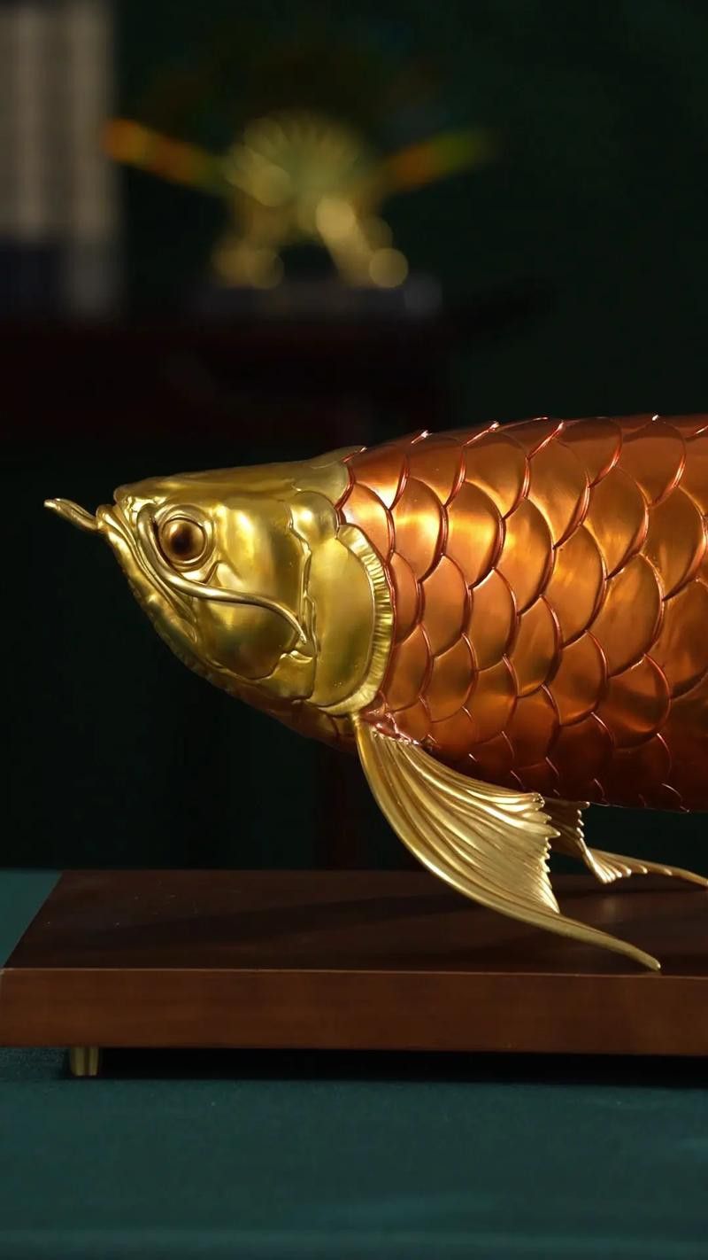 金龍魚標本圖片高清 金龍魚標本圖片高清 龍魚百科 第8張