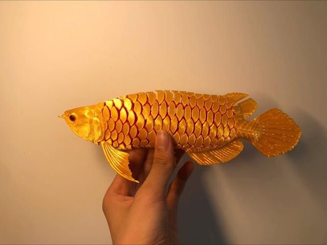 金龍魚標本圖片高清 金龍魚標本圖片高清 龍魚百科 第6張