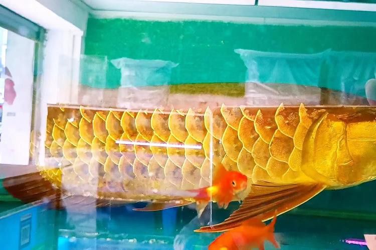 金龍魚標本圖片高清 金龍魚標本圖片高清 龍魚百科 第13張