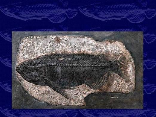 金龍魚標本圖片高清 金龍魚標本圖片高清 龍魚百科 第15張