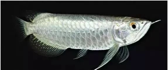 金龍魚標本圖片高清 金龍魚標本圖片高清 龍魚百科 第17張