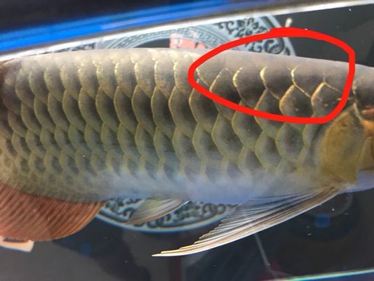 紅龍魚顏色變淡：紅龍魚的顏色變淡的原因