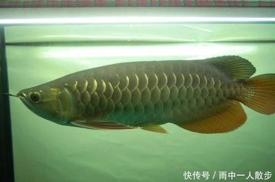 金龍魚30公分沒珠鱗正常嗎（金龍魚30公分沒有珠鱗可能是正常的，可能是正常的）