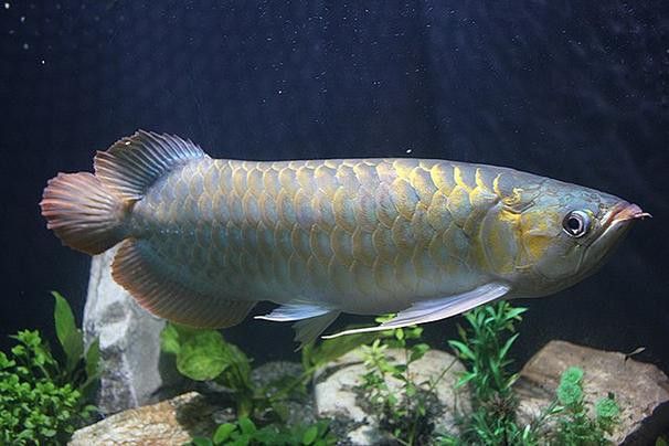 金龍魚觀賞魚是哪個國家