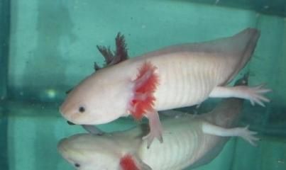 魚缸里養(yǎng)龍魚養(yǎng)幾條好一點(diǎn)：幼年龍魚的食譜