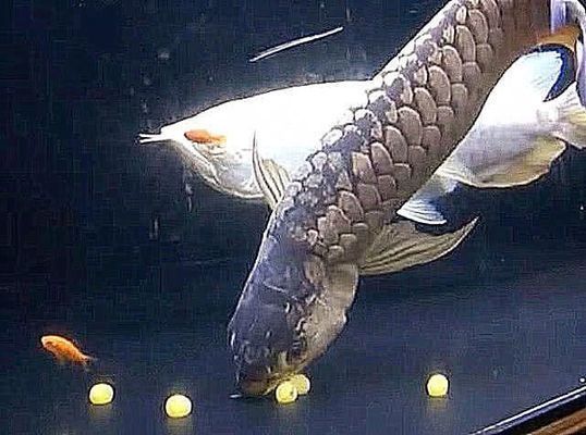 金龍魚孵蛋（金龍魚幼崽孵化和幼崽的挑選需要注意多個方面）