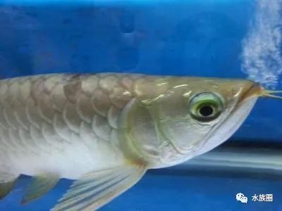 龍魚(yú)眼睛腫脹：龍魚(yú)的眼睛腫脹怎么辦