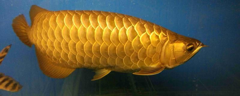 金龍魚vs銀龍魚：金龍魚與銀龍魚混養注意事項