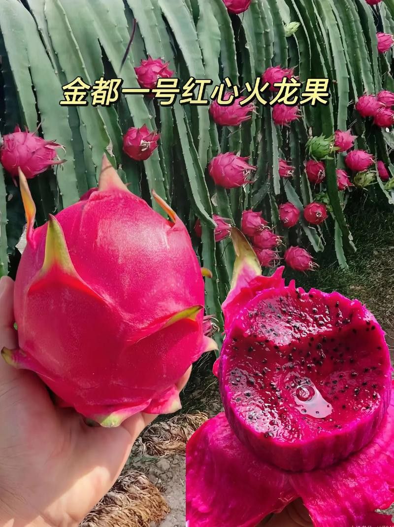 哪個品種的紅龍最好吃？